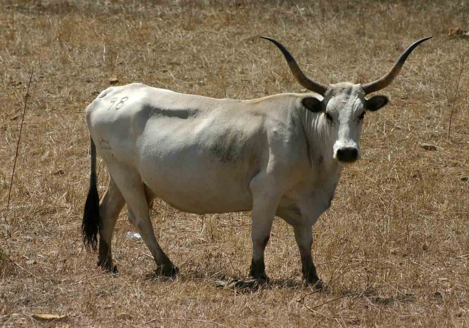 Vacca maremmana